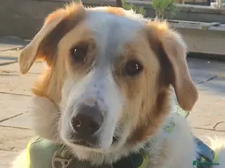 Mixed Breed dogs 💙 Asher is Looking for love 🩵 🐾 - Advert 14