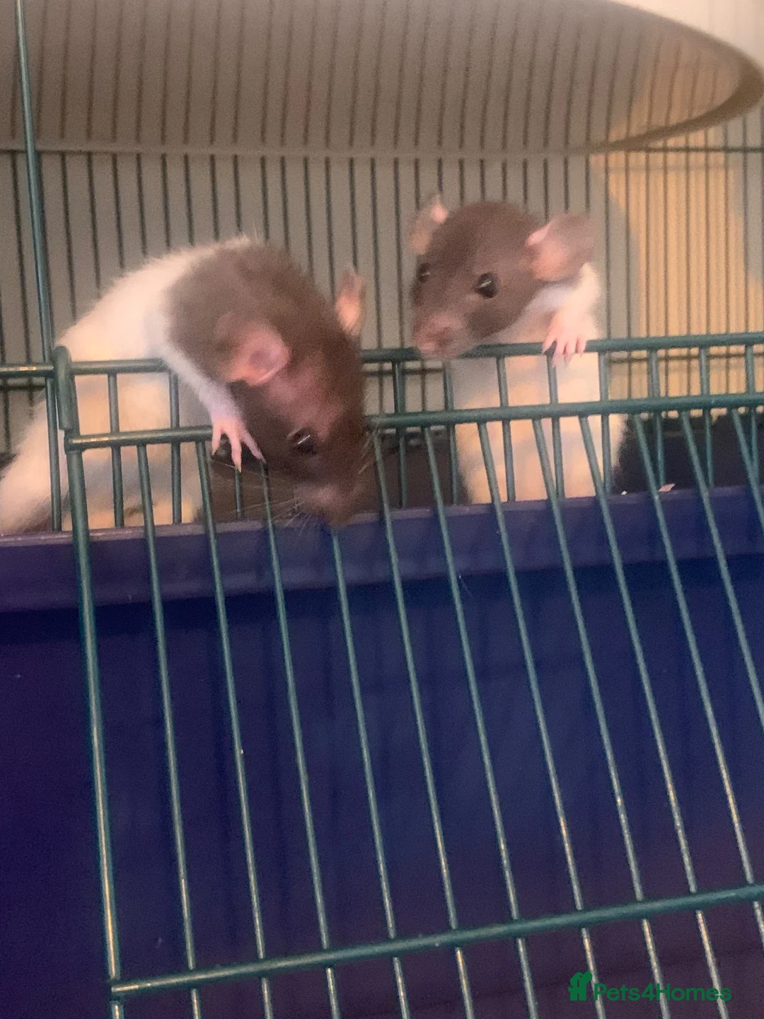 Rat rodents for sale: Baby rats for sale hull  in Hull - Advert 2