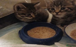 Bengal cats for sale: 2 boy and 2 girls  - Image 27