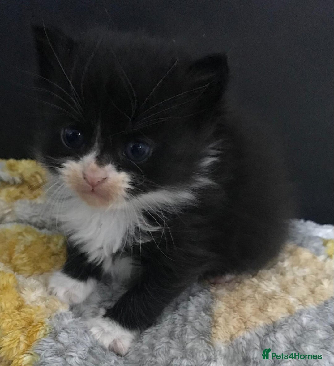 Mixed Breed cats for sale: Adorable half rag doll kittens  - Advert 19