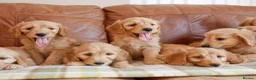 Goldendoodle dogs for sale: Quality Health Tested Miniature Goldendoodles - Advert 9