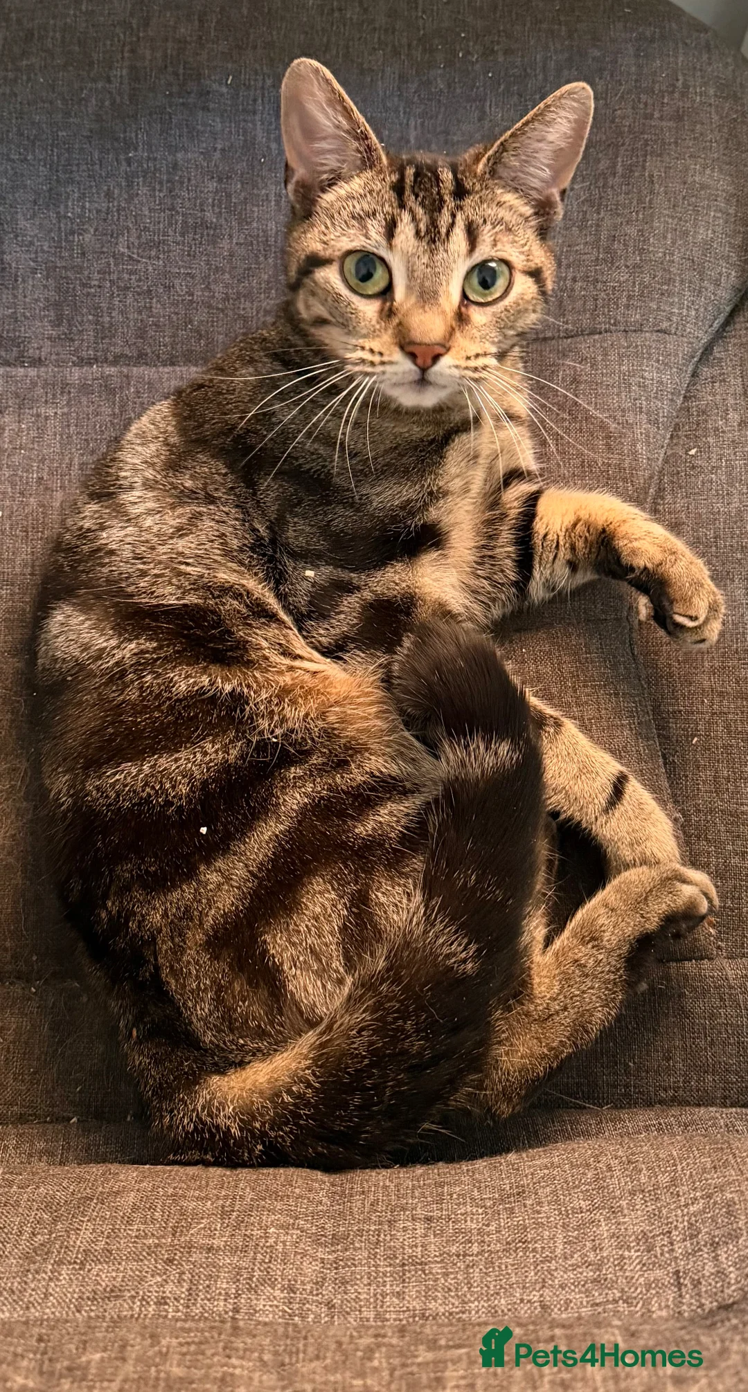 Domestic Shorthair cats for sale: To a loving home - friendly female tabby cat - Advert 2