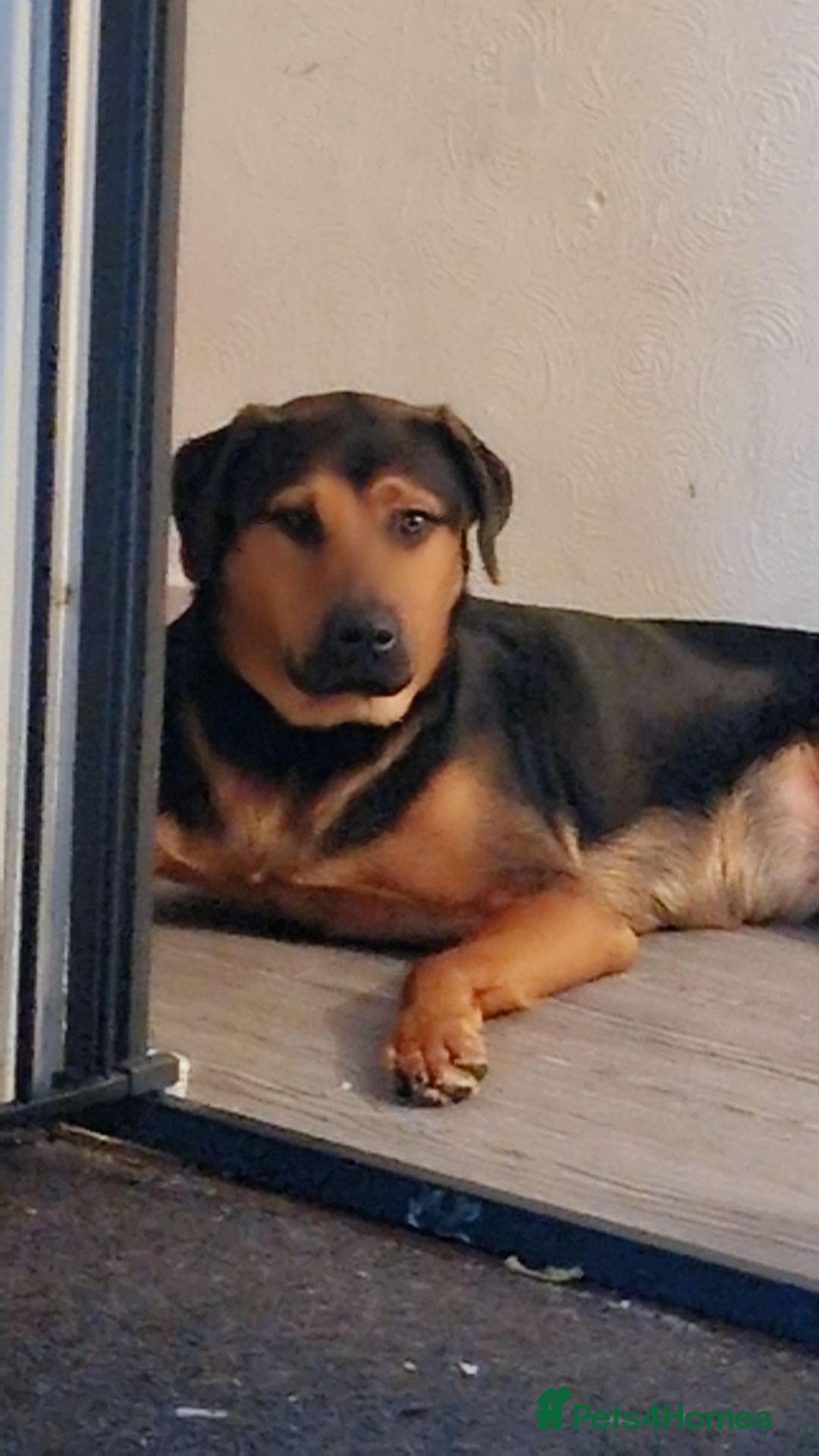 Mixed Breed dogs 1 year old rottweiler cross German shepherd  - Advert 2