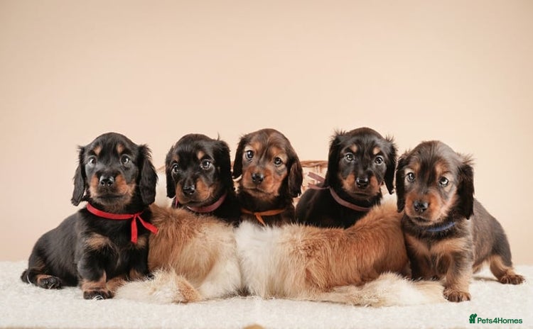Miniature Dachshund dogs - Advert 1