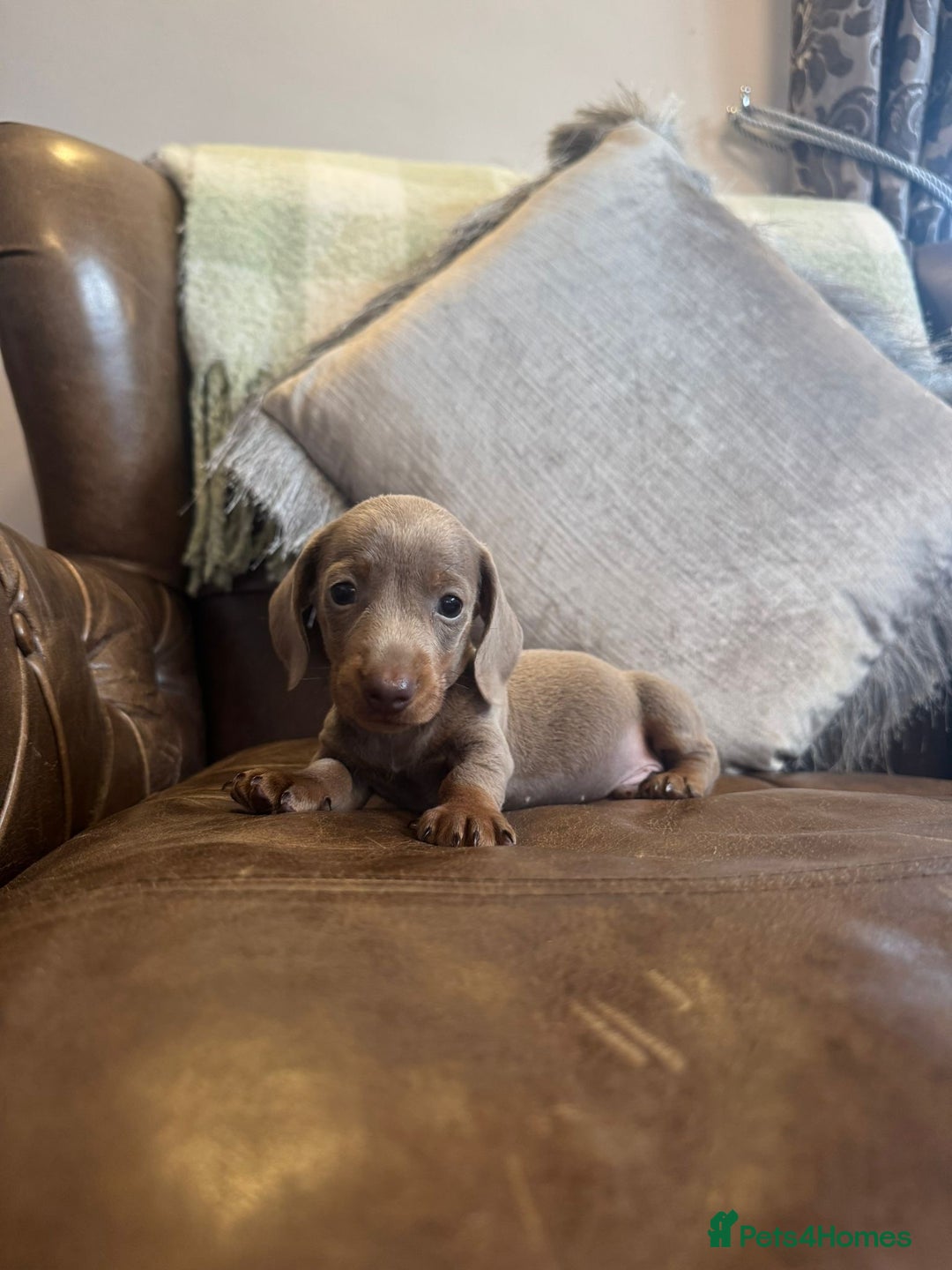 Dachshund dogs for sale: Miniature Dachshund  - Advert 8