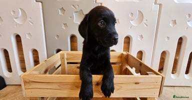 Labrador Retriever dogs - Advert 6