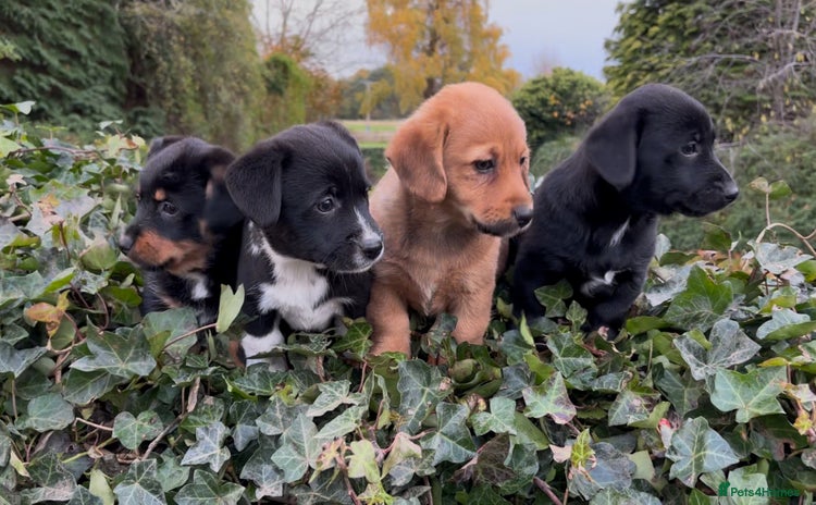 Mixed Breed dogs - Advert 1