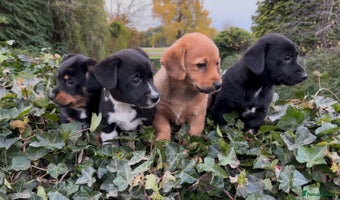 Mixed Breed dogs - Advert 3