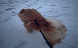 Chow Chow dogs for stud: Kc registered chow chow STUD in Frodsham - Image 3