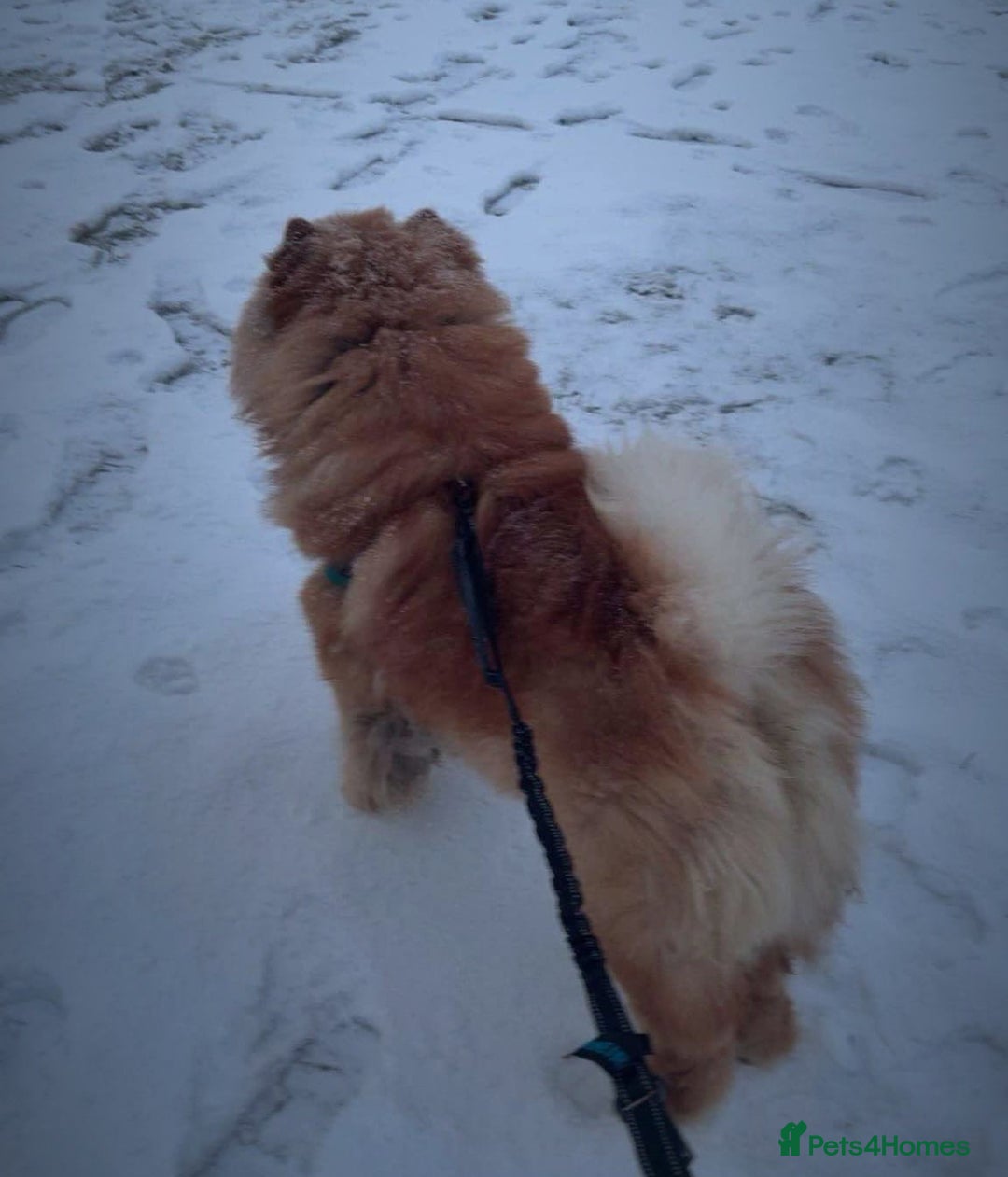 Chow Chow dogs for stud: Kc registered chow chow STUD in Frodsham - Image 3