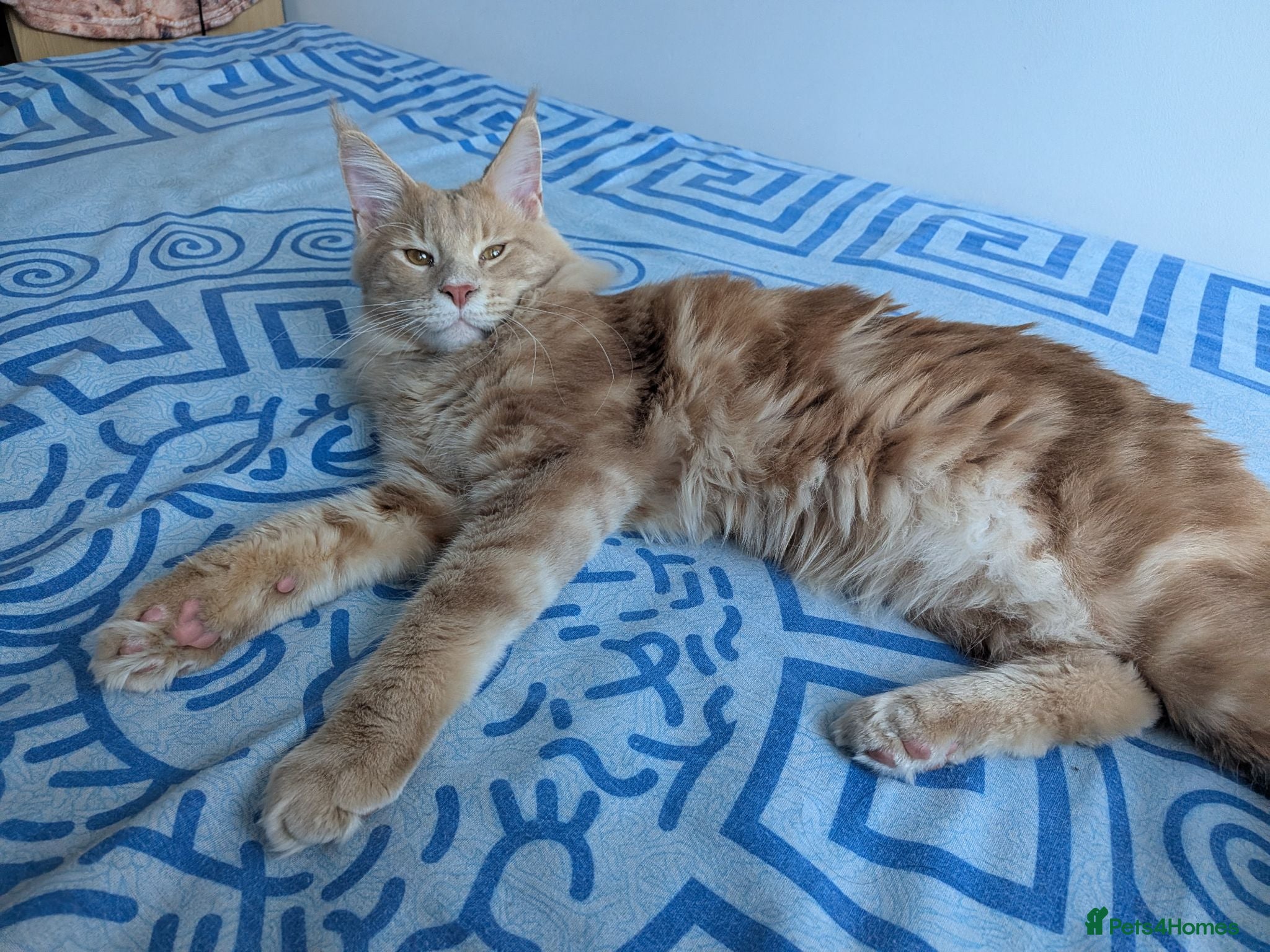 Maine Coon cats Beautiful Mainecoon cat (comes with everything)  - Advert 2