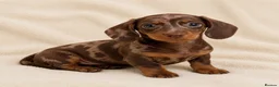 Miniature Dachshund dogs for sale: Miniature Dachshund Pups LICENSED BREEDER - Advert 3