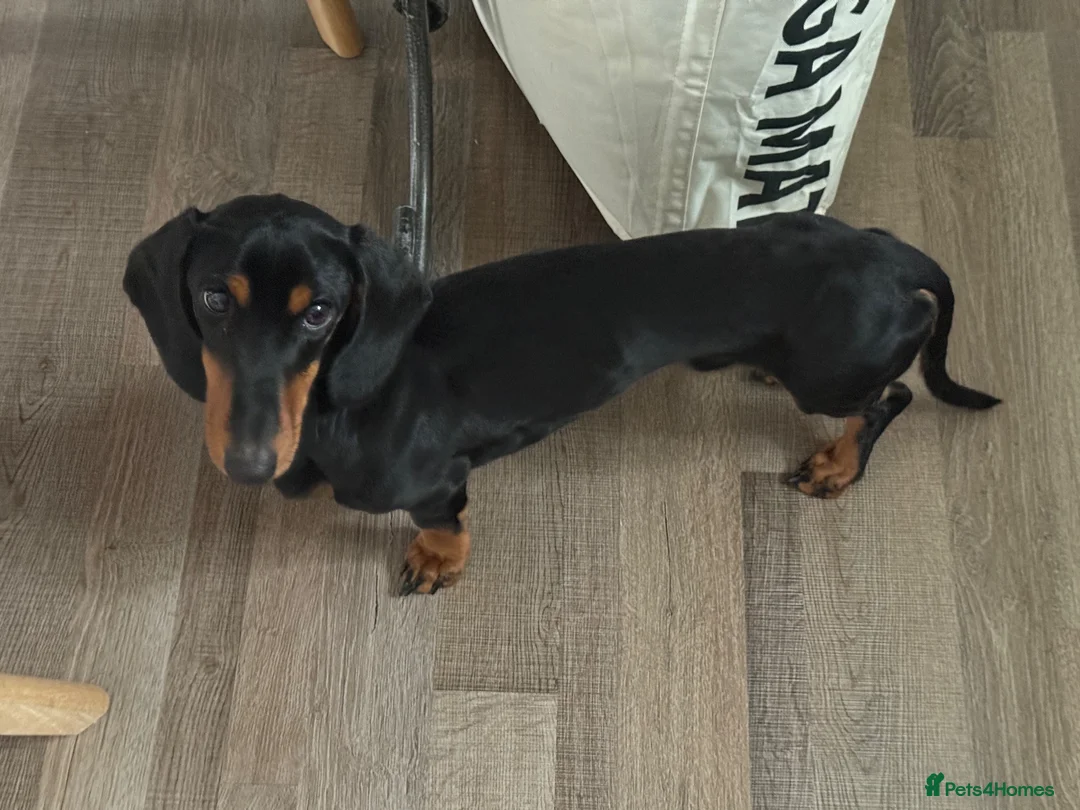 Dachshund dogs for sale: Stunning Dachshund Looking For Forever Home - Advert 3