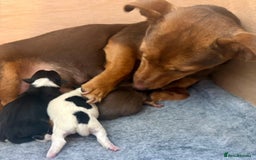 Jack Russell dogs for sale: Jack Russell Puppies - Image 4