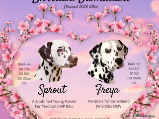 Dalmatian dogs Planned quality KC Reg black spotted litter - Advert 1