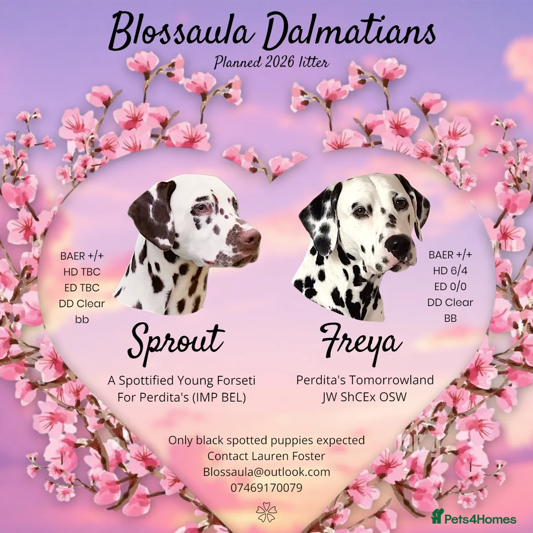 Dalmatian dogs for sale: Planned quality KC Reg black spotted litter  - Advert 1