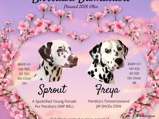 Dalmatian dogs Planned quality KC Reg black spotted litter - Advert 1