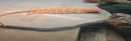 Bearded Dragon reptiles for sale: Bearded dragon with full set up - Advert 8