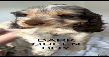 Cocker Spaniel dogs - Advert 11