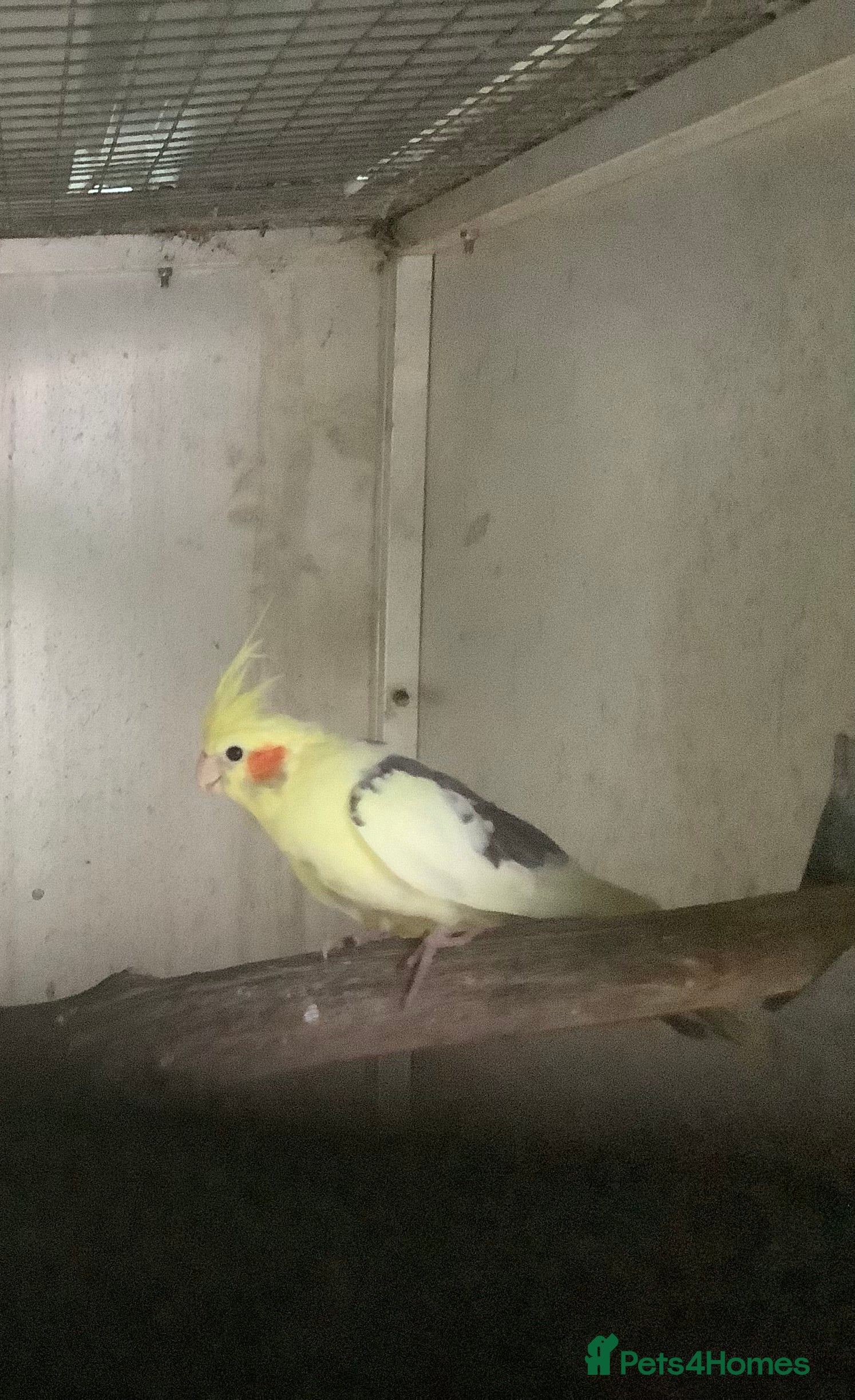 Budgerigars birds 2025 Young  Cockateils. - Advert 7