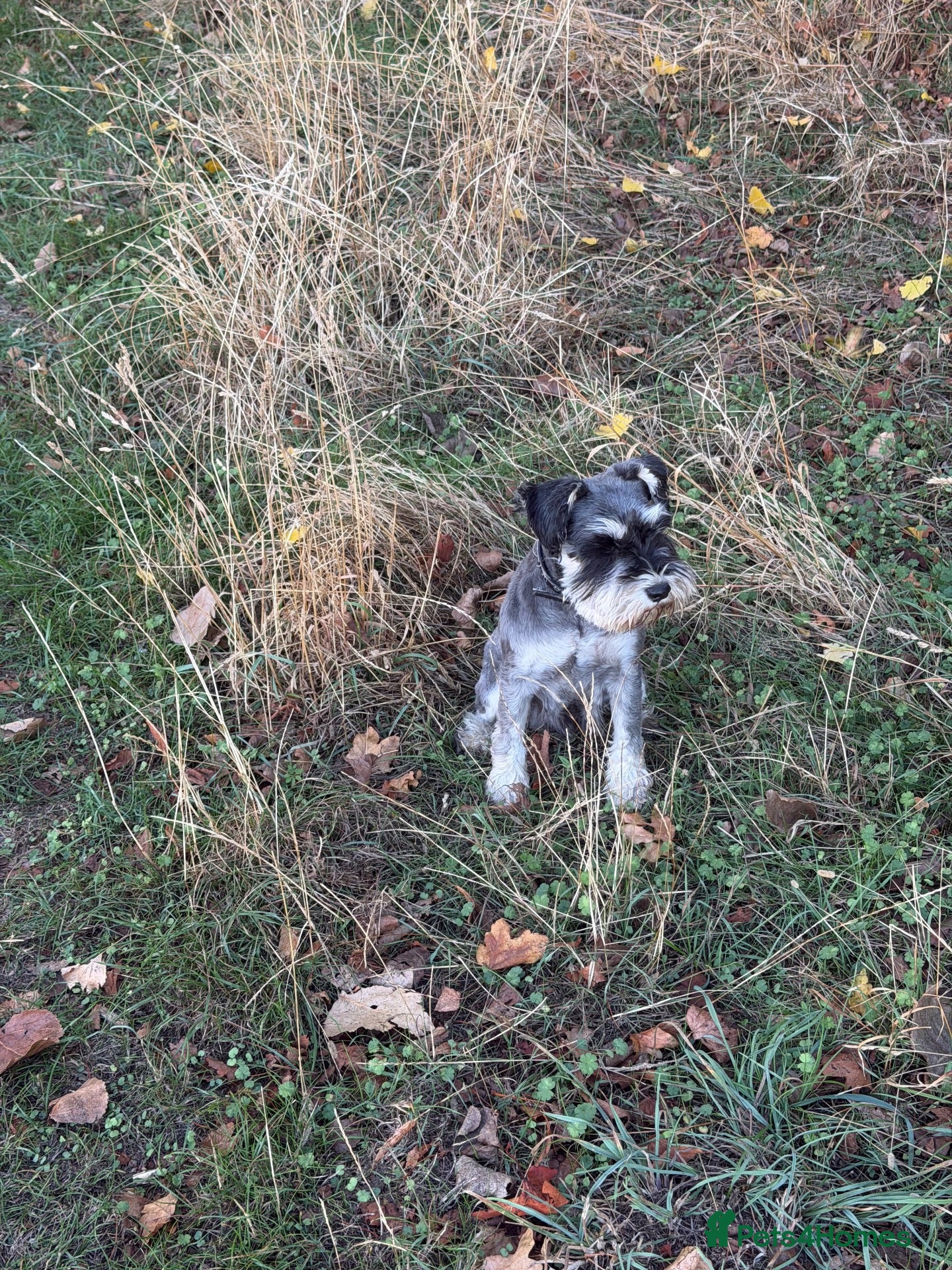 Miniature Schnauzer dogs KC Registered Miniature Schnauzers 🐶  - Advert 2