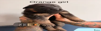 Orange girl 
