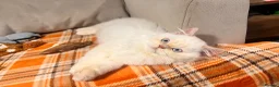 British Longhair cats for sale: One boy left Persian Mum / Registered BLH Dad - Advert 2