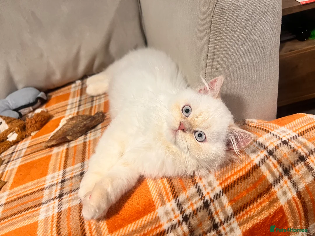 British Longhair cats for sale: One boy left Persian Mum / Registered BLH Dad - Advert 2