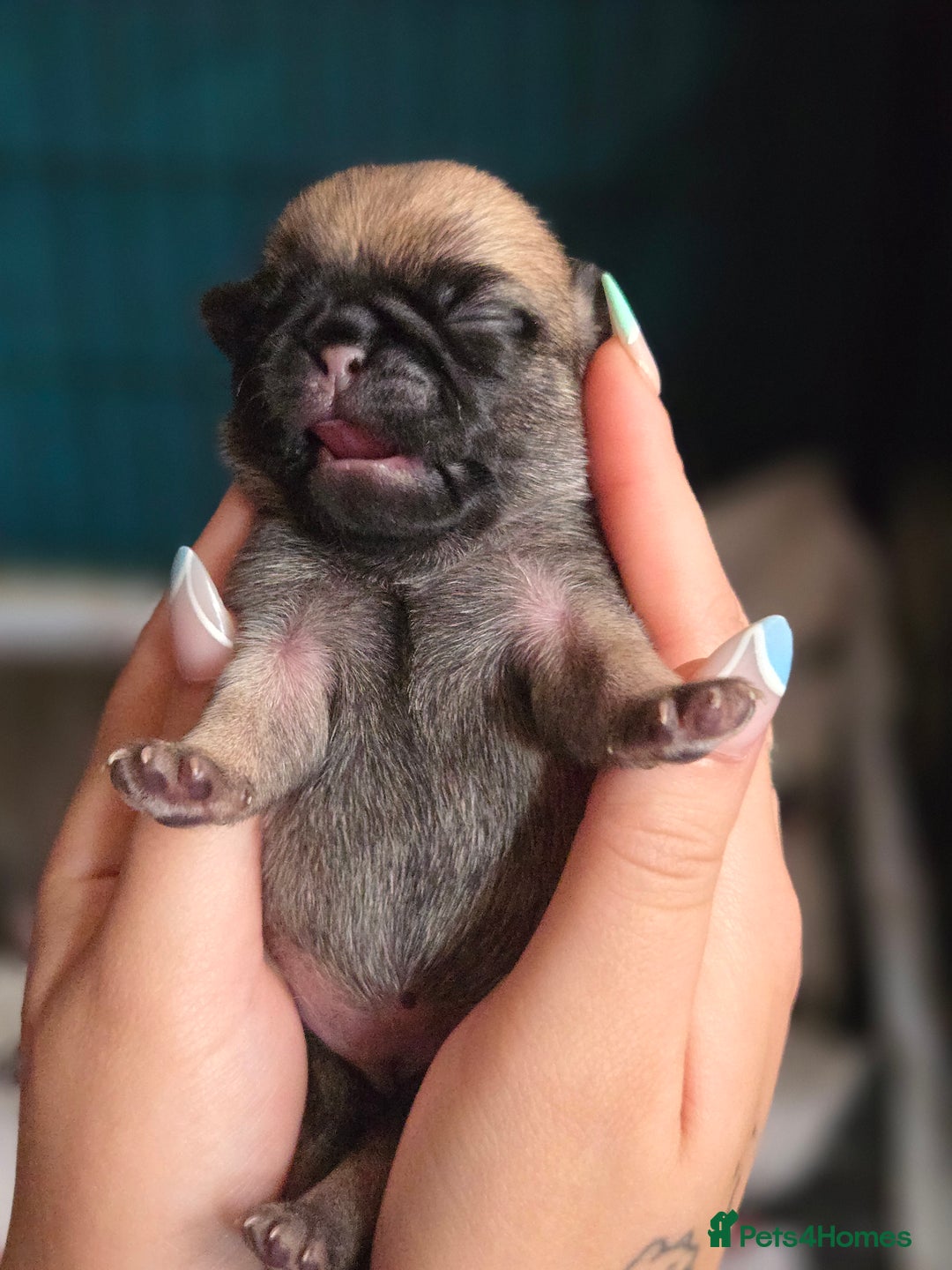 Pug dogs for sale: Chunky pug pups - Image 8