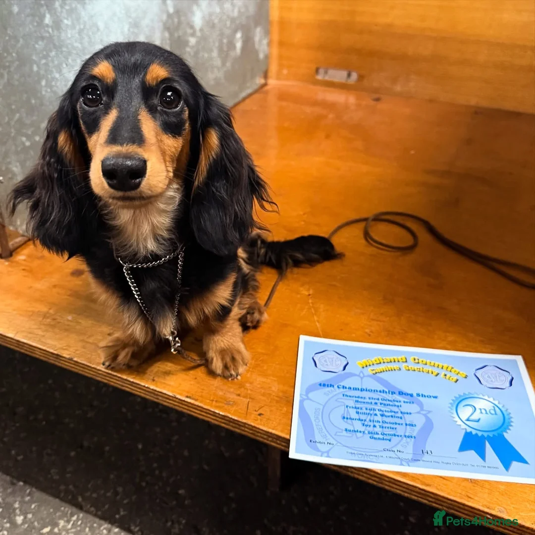 Miniature Dachshund dogs for stud: Crufts Qualified Miniature Long - Advert 1