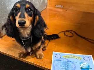 Miniature Dachshund dogs Crufts Qualified Miniature Long - Advert 2