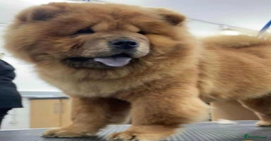 Chow Chow dogs - Advert 1
