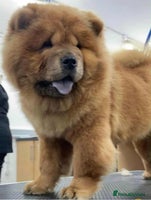 Chow Chow dogs - Advert 1