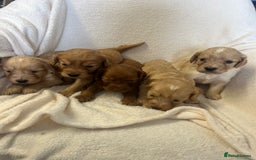 Cockapoo dogs for sale: Stunning cockapoo puppies  - Image 15