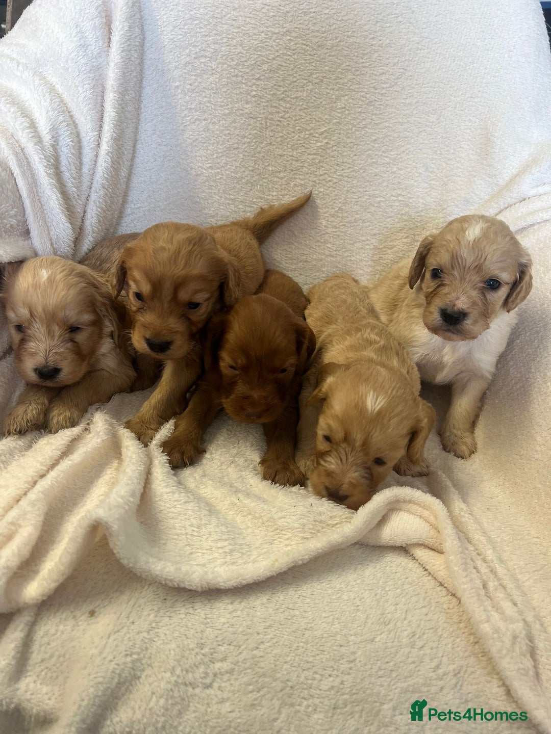 Cockapoo dogs for sale: Stunning cockapoo puppies  - Image 15