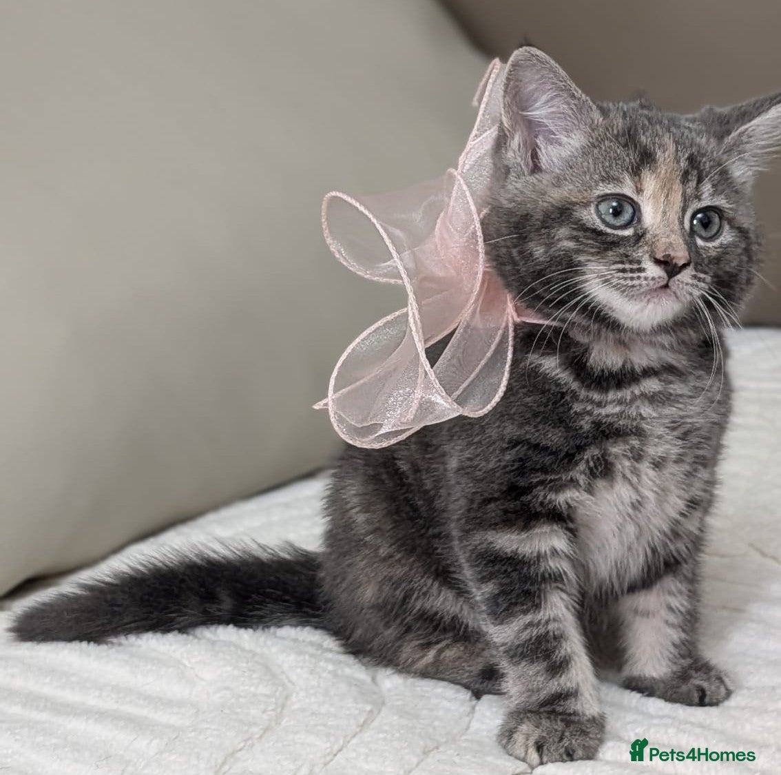 European cats  Stunning Litter  5Tabby  Kittens – Ready Soon! - Advert 2