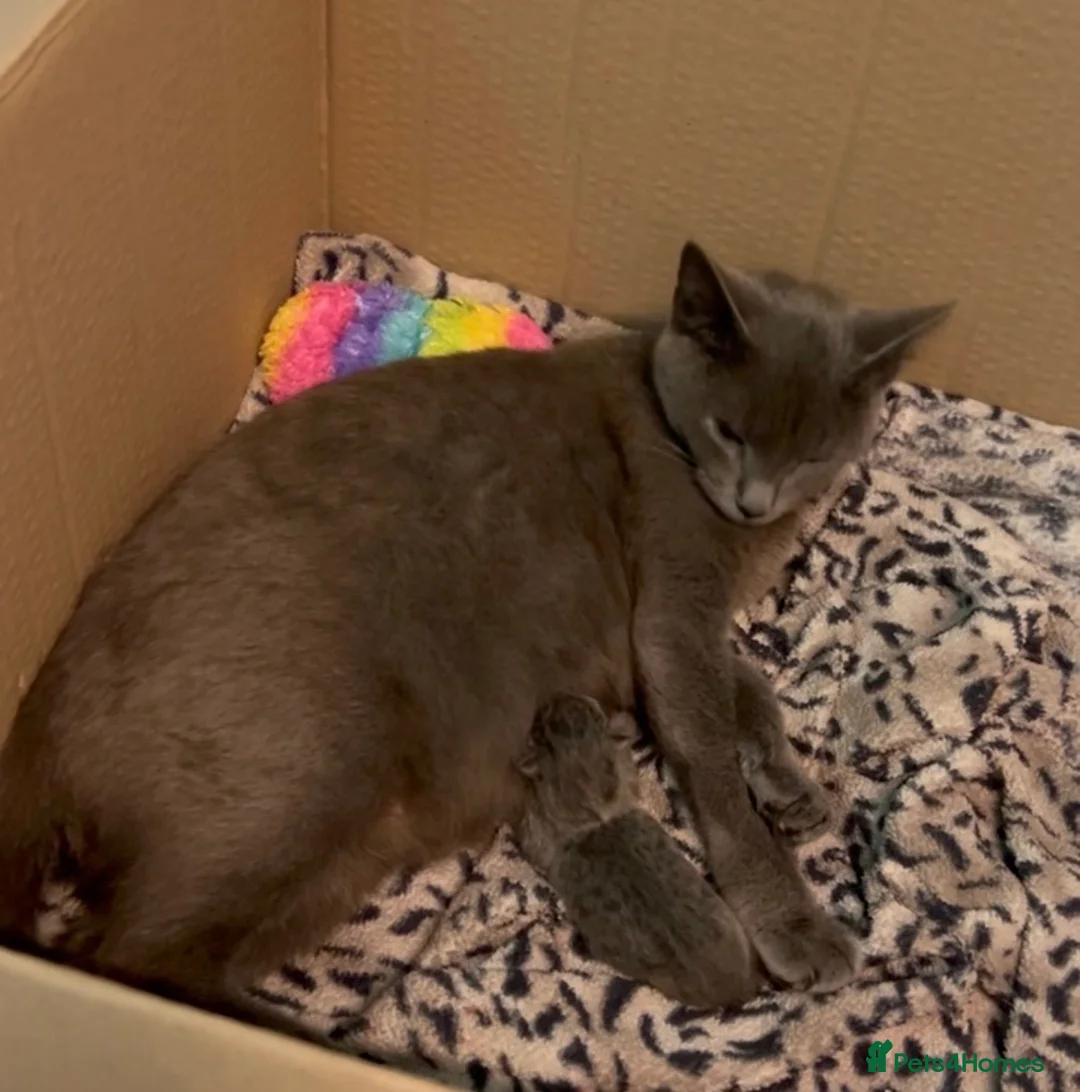 Russian Blue cats for sale: Four beautiful Russian blue kittens ❤️ - Advert 15