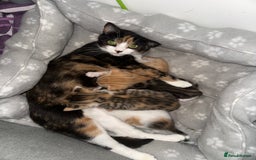 Mixed Breed cats for sale: Beautiful kittens  - Image 37