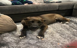 Mixed Breed dogs for sale: Cane Corso Cross  - Image 6