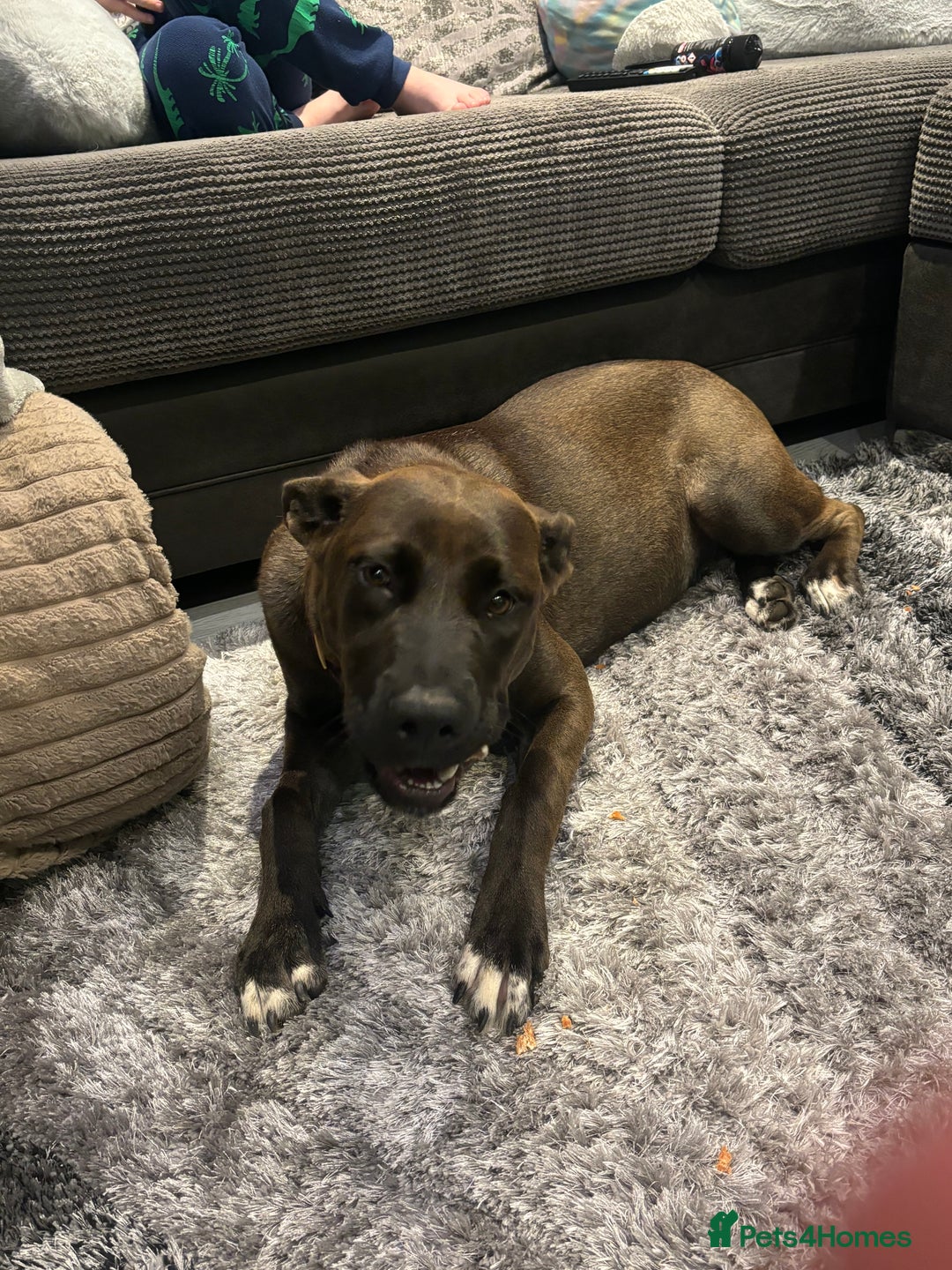 Mixed Breed dogs for sale: Cane Corso Cross  - Image 6