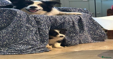 Border Collie dogs 4 Collie pups for sale - Advert 6
