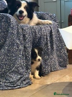 Border Collie dogs 4 Collie pups for sale - Advert 3