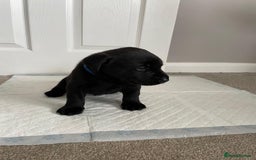 Labrador Retriever dogs for sale: Black Labrador Puppies - Advert 8