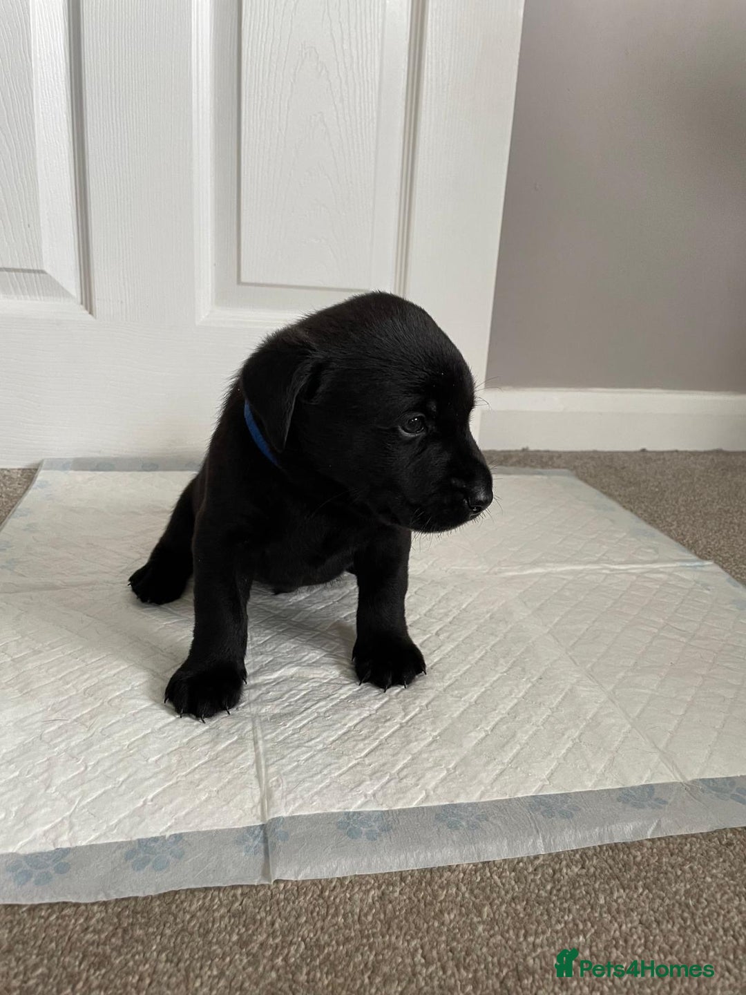 Labrador Retriever dogs for sale: Black Labrador Puppies - Advert 8