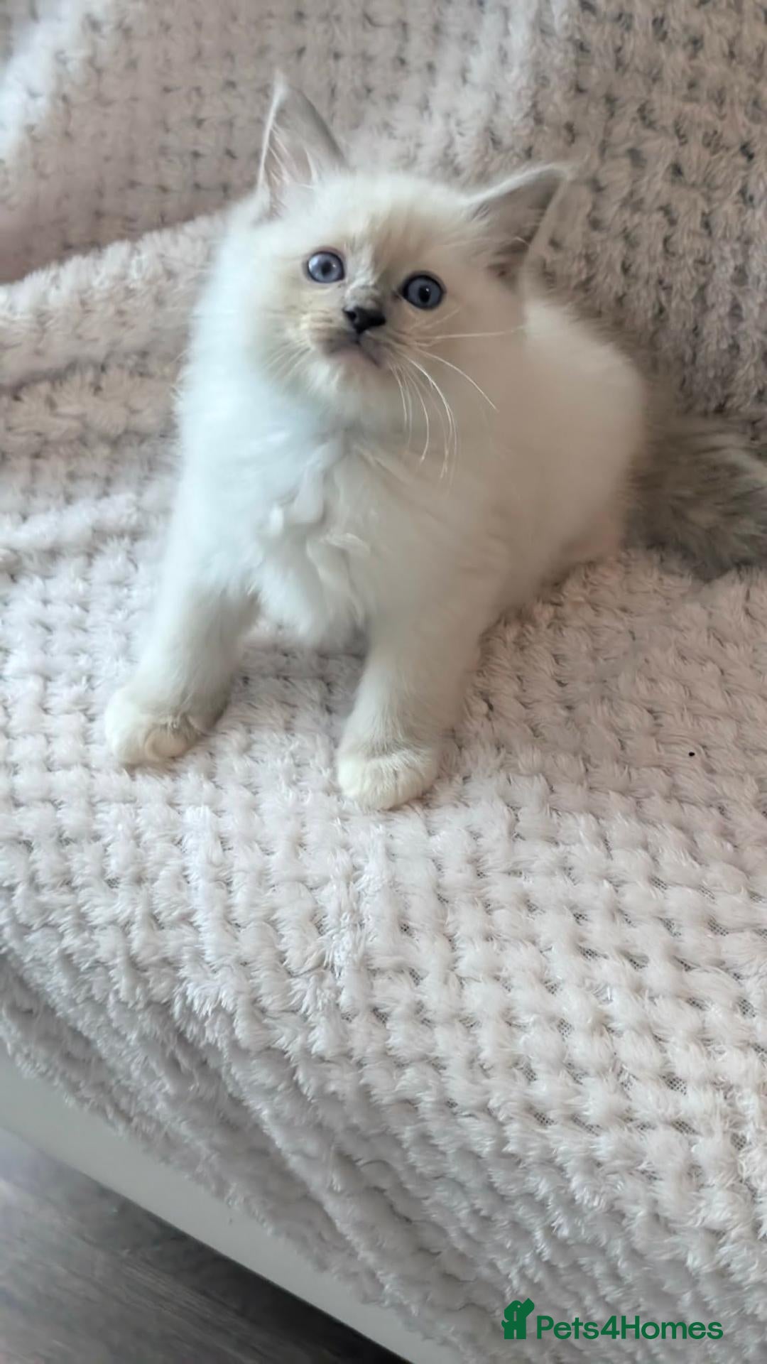 Ragdoll cats Ragdoll Kittens Ready now only one boy left🥰 - Advert 2