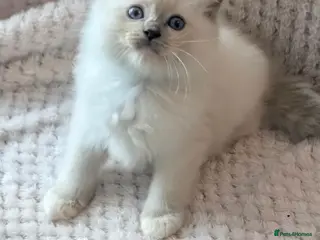 Ragdoll cats Ragdoll Kittens Ready now only one boy left🥰 - Advert 2