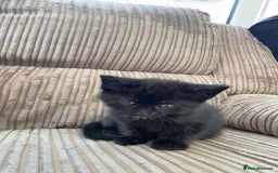 Mixed Breed cats for sale: 6 beautiful kittens - Image 7