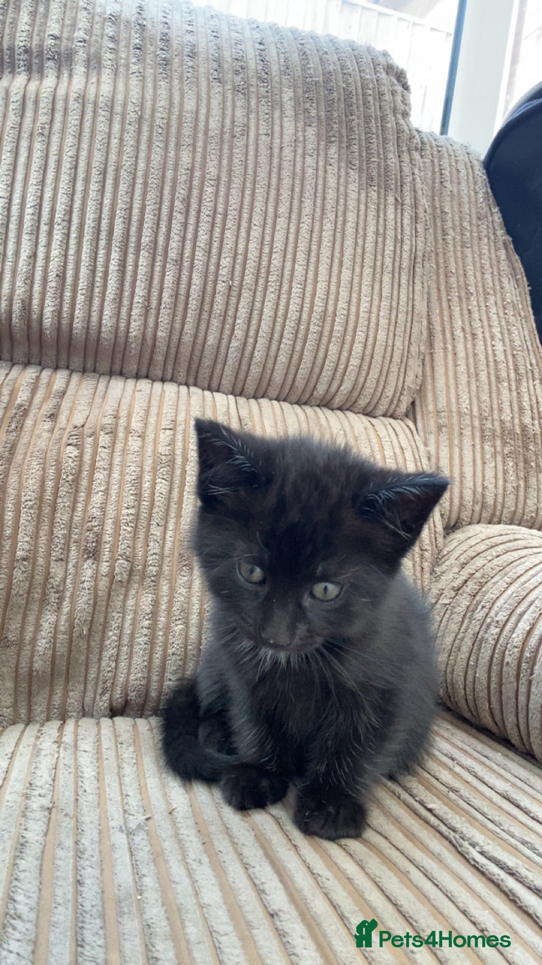 Mixed Breed cats for sale: 6 beautiful kittens - Image 7