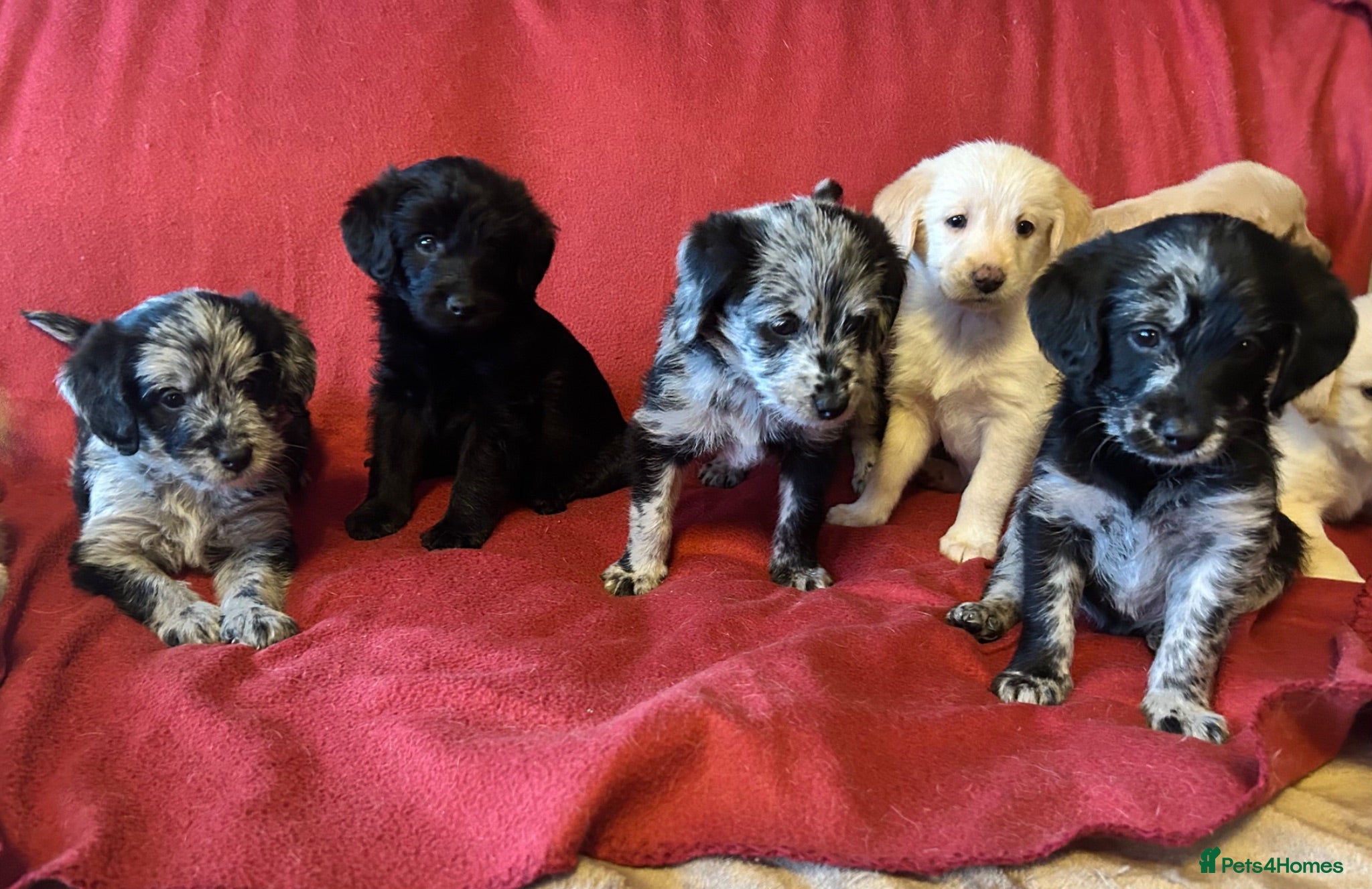 Labradoodle dogs Beautiful rainbow litter of F1 labradoodle puppies - Advert 14