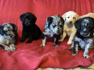 Labradoodle dogs Beautiful rainbow litter of F1 labradoodle puppies - Advert 14